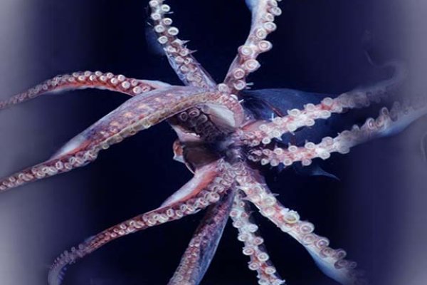 Kraken ссылка актуальная