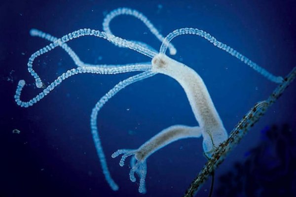 Kraken ссылка kraken clear com
