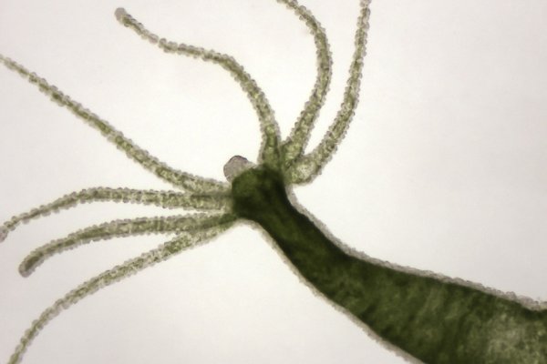 Kraken зеркала маркетплейс