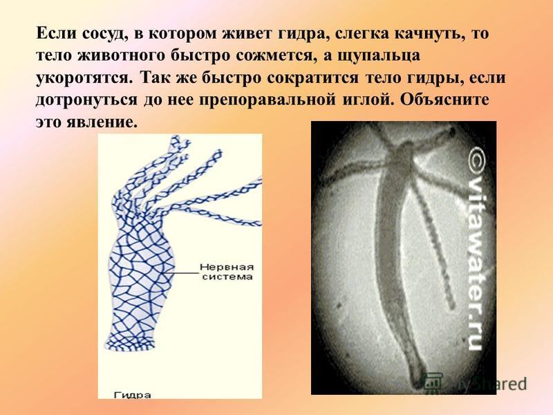 Кракен ссылка pw